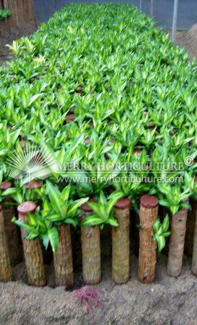 Dracaena fragrans massegeana Cutting